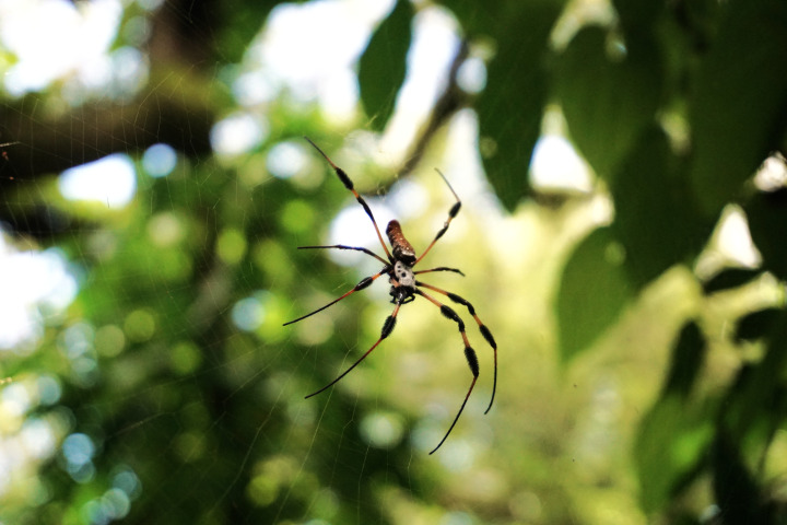 Banana Spider