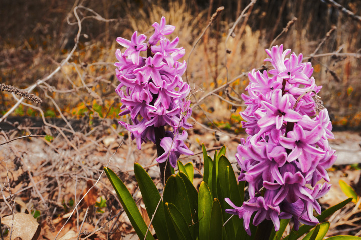 Purple