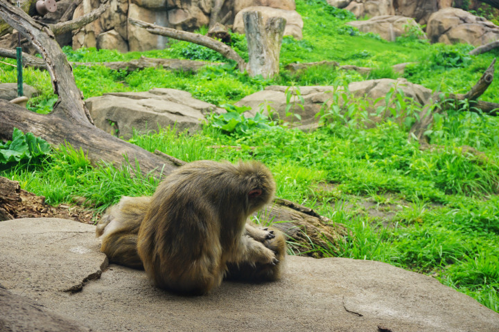 Grooming