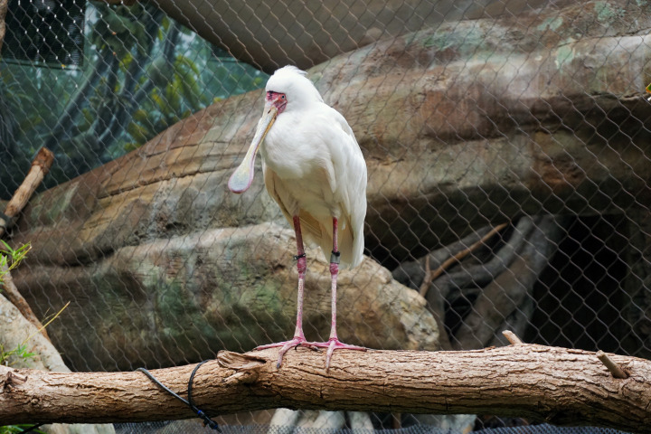 African Spoonbill