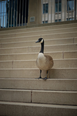 Goose