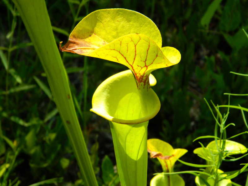 Trumpet Pitcher