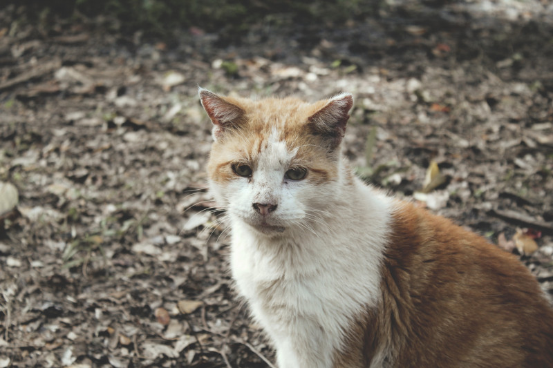 Florida Cat